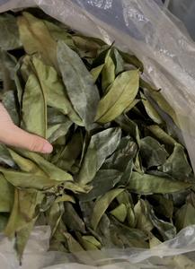 Hojas de Guanábana secas frescas/hoja de Graviola buen precio 2025 - Product Image 6