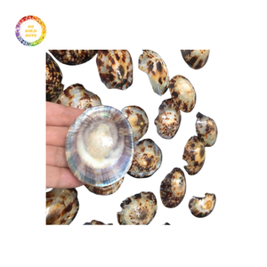 Fournisseur en gros de coquilles de lipet de qualité supérieure offrant des offres rentables avec une excellente qualité pour les matériaux d'artisanat - Product Image 2