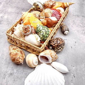 เปลือกหอยทะเลหลากหลายรูปแบบของตกแต่งธีมชายหาดคอลเลกชั่นชายฝั่งขายส่งจากเวียดนาม - Product Image 6