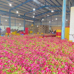 Goûtez les tropiques frais fruits du dragon vietnamien 100% pur directement de la ferme Binh Thuan-TECHMIFOOD - Product Image 4