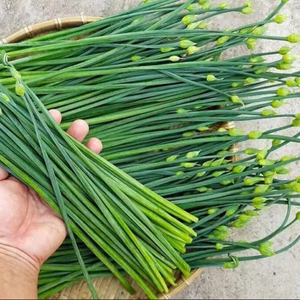 Cebollino Congelado Listo Para Usar, Ingrediente Para Fábricas de Alimentos, Restaurantes y Servicios de Catering - Product Image 1