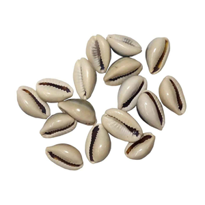 Coquillage cauri jaune naturel du Vietnam, conque cauri d'argent en vrac prêt à vendre - Product Image 1