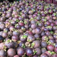 Biologische verse mangosteen uit Thailand - Queen Fruits, volle smaak, zoet, gezonde voordelen, kwaliteit Khey Taladthai, 1-2 weken houdbaarheid