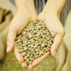 Grains de café vert Robusta biologique de qualité supérieure S16 Marque TNFOOD Grade G1/G2 Brisés et noirs uniquement 0,1% Certifié USDA Norme d'exportation - Product Image 1
