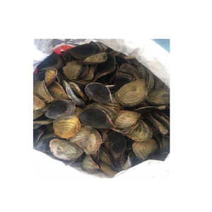 Vente en gros de coquillage naturel opercule fournisseur en vrac poli artisanat fabrication de bijoux décoratif aquarium coquille qualité d'exportation - Product Image 1