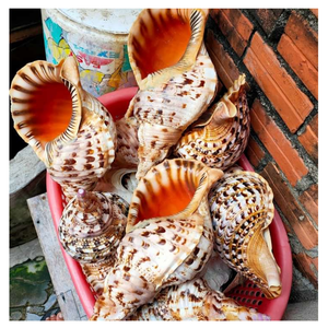 Trompeta Seashell: Concha natural de la reina de Vietnam, ideal para una decoración elegante del hogar y piezas de exhibición fáciles de usar - Product Image 3