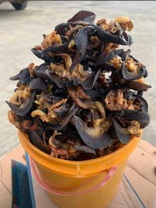 Escargots africains séchés naturels pour la consommation, approvisionnement en gros avec un goût excellent et une qualité supérieure - Product Image 2