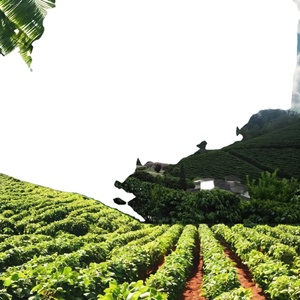 Café du Brésil ARABICA - Minas Gerais ESPIRITO SANTO SAO PAULO Spécialité Haute Altitude Traçable Vert en Sacs de 60 kg - Product Image 2