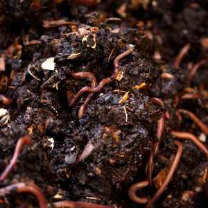Fertilizante Orgánico de Compost Verm de la India, 1 kg - Alta Calidad, Calidad de Exportación, Excelente Precio - Product Image 3