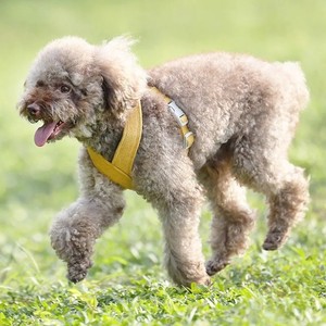 Yellow Nylon Dog Harness with Adjustable Buckle Closure and Matching Leash Set for Pets - Product Image 3