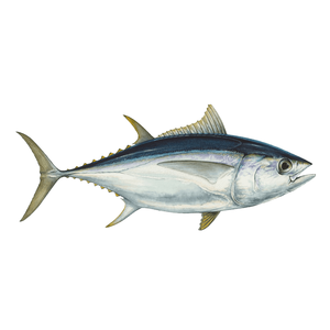 Skipjack ปลาทูน่าแช่แข็งอาหารทะเลสด - Product Image 5