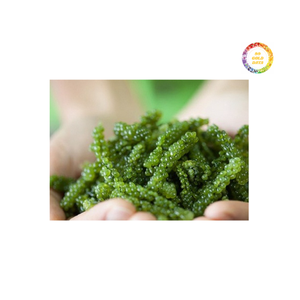 Uvas de mar verde Origen de Vietnam Umibudo natural limpio con textura crujiente y sabor fresco del océano para la exportación - Product Image 5