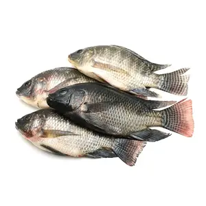 Poisson tilapia pour poisson cuit à la vapeur/maquereau à vendre