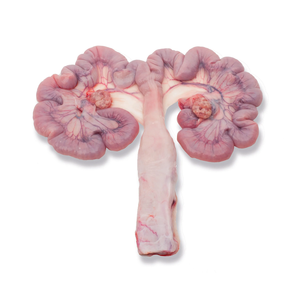 Utérus de porc congelé de qualité supérieure, 1 kg-2 kg/paquet, fumé, fait à la main, prix abordable, viande de haute qualité - Product Image 3