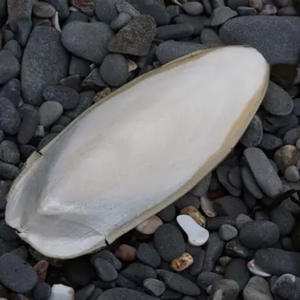 Os de seiche propre pour la nutrition animale - Product Image 5