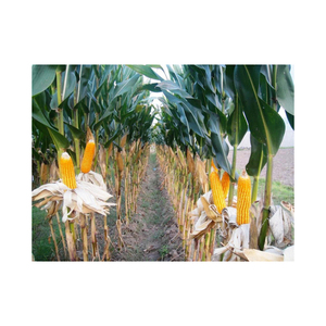 Gránulos de Maíz Amarillo Glutinoso Orgánico de Alta Calidad, Secos y Congelados, Venta al Por Mayor / Suministro a Granel - Product Image 1