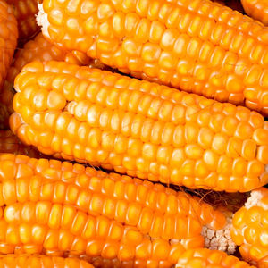 Compre Maíz Amarillo Seco Orgánico Premium envasado a Granel para Suplemento Alimenticio con Alta Pureza y Excelente Calidad - Product Image 3