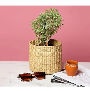 Toptan fiyatlarla mevcut küçük bitkiler için ideal bir zig-zag deseni ile üç renkli moonj çim yetiştiricilerinin <span class=keywords><strong>Set</strong></span>. - Product Image 4