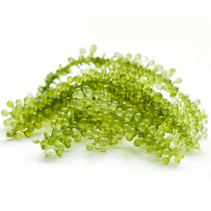 สาหร่ายองุ่นทะเลสด/คานิวาร์สีเขียวคุณภาพสูงจากเวียดนาม- คุณลูซินดา - Product Image 1
