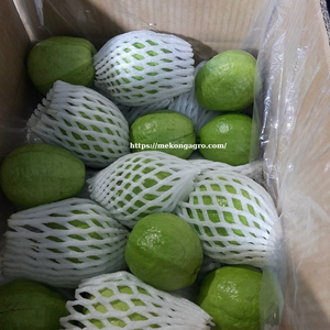 Sud Mékong Fournitures Fruits Frais Taiwan Goyave Vert Peau Origine Viet Nam Quoi. app84972678053 - Product Image 6
