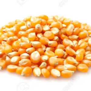 ข้าวโพดเลี้ยงสัตว์สีเหลือง100% - Product Image 2