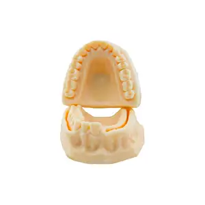 硅胶口牙缝线正畸下颌缝线牙内牙模型牙模教育模型