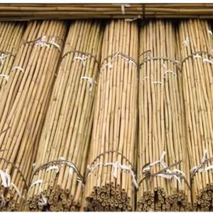 Piquets en bambou OEM | Traitement anti-moisissure personnalisé | Pour l'agriculture et la pépinière - Product Image 5