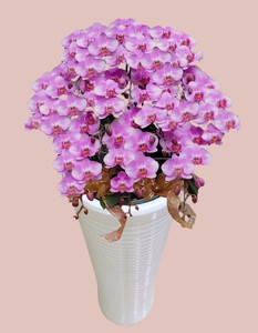 ถาดพลาสติก PP สำหรับกล้วยไม้ทรงกลมสำหรับโรงแรมงานจัดแสดงกล้วยไม้ขนาดใหญ่ถาดพลาสติก PP สำหรับงาน F324 - Product Image 4