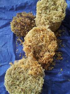 Dried <b>Sea</b> <b>Moss</b> Eucheuma Cottonii <b>Raw</b> Irish Seaweed Purple Gold Organic Bulk Packaged Wildcrafted Spinosum Vietnam Direct Factory - Product Image 5