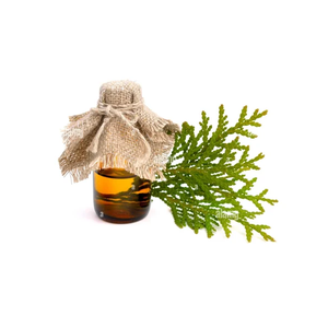 Extrait de fines herbes naturel distillé à la vapeur d'huile essentielle de bois de thuya pur pour le soutien immunitaire d'aromathérapie - Product Image 4