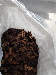 Fruta Noni seca Natural 100% de grado superior de Vietnam Rodajas de Morinda Citrifolia Exportación a granel con paquete al vacío El mejor precio a la venta - Product Image 3