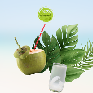 Dulzura Pura, Coco Fresco Vietnamita, Alimento Natural Premium para la Salud, 12-13 cm, Producto Agrícola - Product Image 5