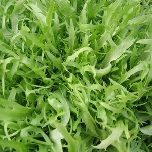Proveedor mayorista a granel de endivia achicoria: verduras de hoja amarga de grado superior más vendidas - Product Image 3