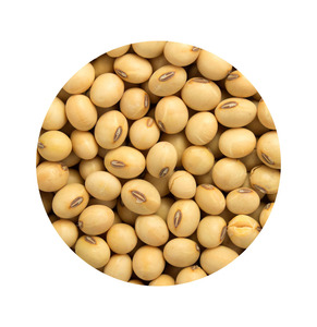 Graines de soja jaunes naturelles et sans OGM de haute qualité/soja/soja en vrac - Product Image 4