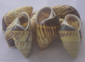 Màu xanh lá cây ốc từ nusa penida Seashell đồ trang sức từ nusa penida nhỏ các loại Seashell Motif đồ trang sức - Product Image 6