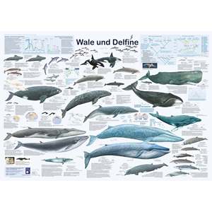 Póster moderno DIN A1 alemán de ballenas y delfines para decoración de pared - Product Image 1