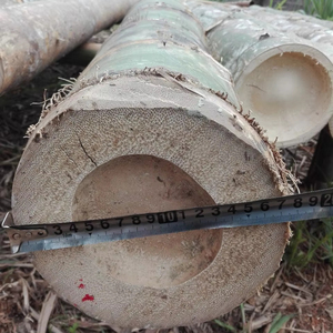 Pôles en bambou naturel solide de haute qualité, origine Vietnam, pour la construction de clôtures de jardin et les projets de décoration intérieure - Product Image 4