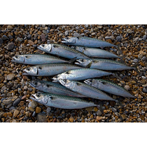 ปลาแมคเคอเรลแช่แข็งทั้งตัว-แพ็คสุญญากาศไขมันต่ำ25กก - Product Image 2