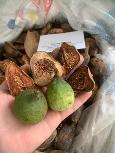 Fruits de ficus pumila séchés en vrac, vente en gros, figue grimpante, fruit naturel à base de plantes en provenance du Vietnam - Product Image 6