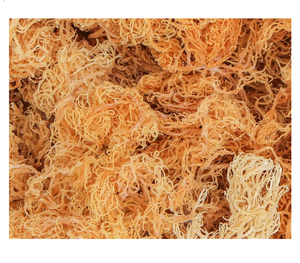 Musgo Marino Fresco - Product Image 1