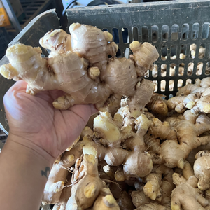 Jengibre fresco de alta calidad | Origen de Vietnam Saludable y delicioso - Product Image 6