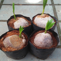 Noix de coco tropicales de qualité supérieure Ms Holiday Coconut Tree 2 Viet Delta Co. Ltd Ben Tre, durée de conservation de 12 mois, prix compétitif