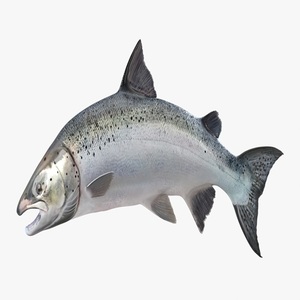 Fresh Whole Atlantic Salmon Fish Vacuum Pack Nutritious <b>Seafood</b> from Norway - Product Image 5