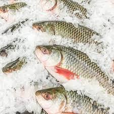 Poisson Rohu Congelé de Qualité Supérieure, Faible Teneur en Sel et en Glucides, Procédé BQF, à Vendre - Product Image 5