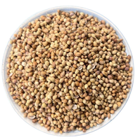 Vente en gros de graines de légumes mélangées pour jardin, persil, bambou noir, qualité alimentaire, prêtes à l'emploi, marque GTSA, Limpopo Afrique du Sud 12-18