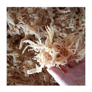 Musgo marino seco de Vietnam Eucheuma Cottonii algas marinas musgo irlandés espesante natural para salsas, base de Gel vegano y estabilizador de gelatina - Product Image 5