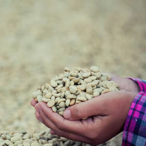 Granos de Café Verde Robusta Orgánico de Vietnam S16 de Alta Calidad G1/G2 100% Natural con Certificación ISO 22000 y USDA para Pedidos al por Mayor - Product Image 1