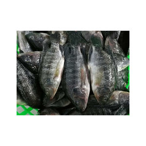 Pescado de Tilapia Congelado, Calidad de Exportación Premium, Higiénicamente Envasado y Larga Vida Útil - Product Image 1