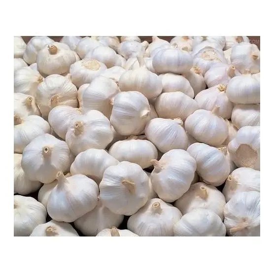 High Quality Wholesale Normal White Fresh Garlic At Cheap Price Manufacturer From Germany worldwide Exports At Wholesale