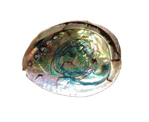 Coquilles d'ormeau naturelles et exquises : une élégance inégalée pour vos créations - Product Image 1